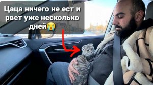 Я не хочу потерять Цацу. Сбили собаку и скрылись с места, отказали лапы?
