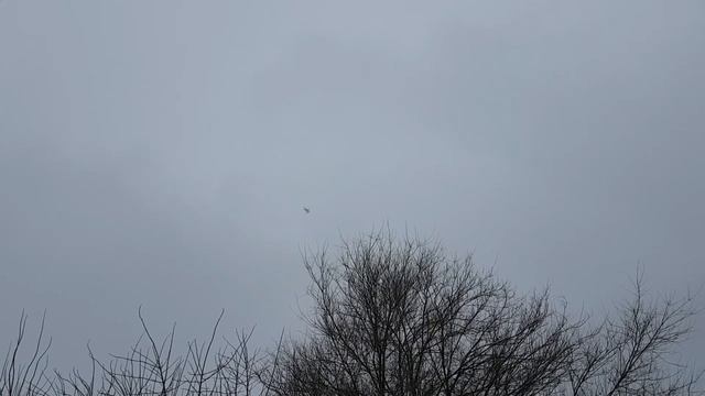 Голуби вроссыпь с тягой и игрой смотреть онлайн