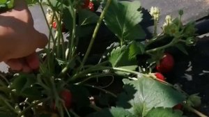 Сорт Клубники Гала Чив