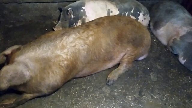 Огромный дюрок давит свиноматок