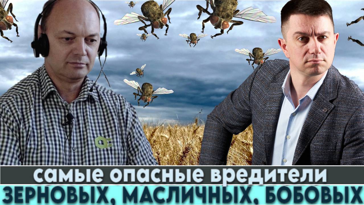 "Любимые вредители" фермеров. Советы старшего агронома как защитить свои посевы этой весной.