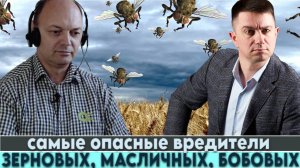 "Любимые вредители" фермеров. Советы старшего агронома как защитить свои посевы этой весной.