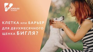 Клетка или барьер для двухмесячного щенка бигля?