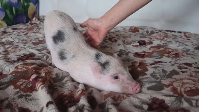 Зак?Минипиги, минипиг, микропиги, микропиг, minipig, micropig, свинки, питомник, Рязань