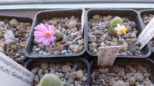 Мои растения.Цветущие офтальмофиллумы.Conophytum.