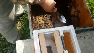 Заселение микронуклеуса пчёлами и подсадка маточника - Микронуклеус из пенополистирола