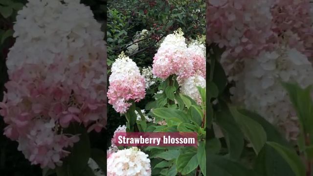 #hydrangea #садгортензий #гортензия #strawberry #hortensia #hydrangeas #сад #метельчатаягортензия