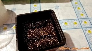 Посадка примулы семенами. Запоздала, но все же?