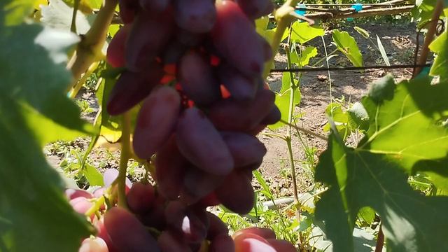 Виноград Джокер сравнение на разных кустах 29 июля 2024 на прививках. Виноградник Щереденкова.mp4
