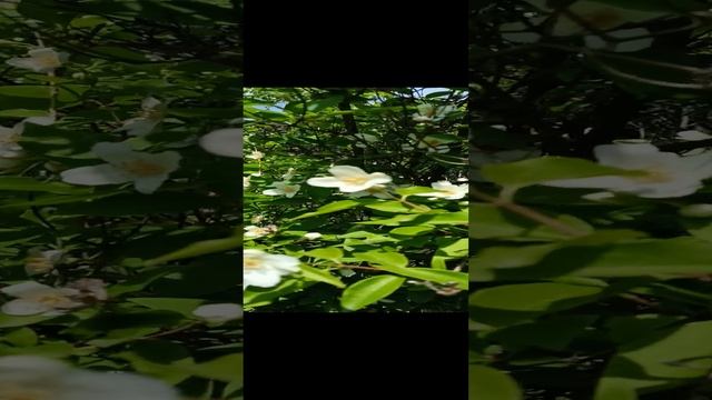 Жасмин смотреть онлайн