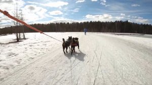 Appenzeller Sennenhund - Snow Racing (GoPro)