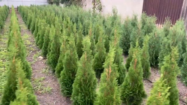 Туи оптом безналичный Ростов на Дону | Small Gardens смотреть онлайн