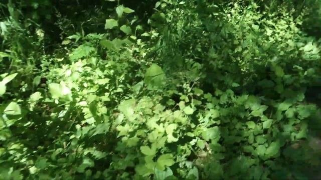 Полынь обыкновенная или чернобыльник