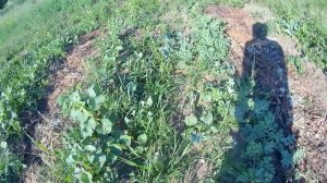 Небольшой отчет по грядкам Розума