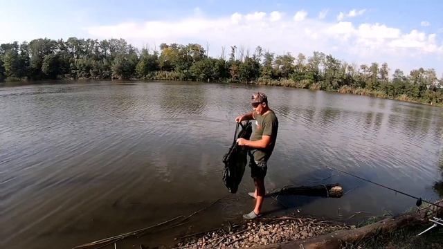 Поймали карпа 13+ Рыбалка на водоёме Золотой берег карпфишинг. смотреть онлайн