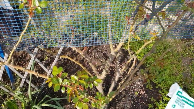 Первая Весенняя ПОДКОРМКА РОЗЫ сухим Минеральным удобрением под Корень,только После Дождя или полив смотреть онлайн