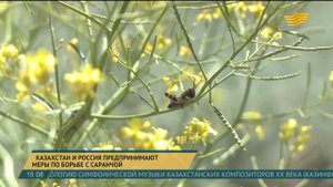 Казахстан и Россия принимают меры по борьбе с саранчой