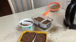 Посев вербены бонарской