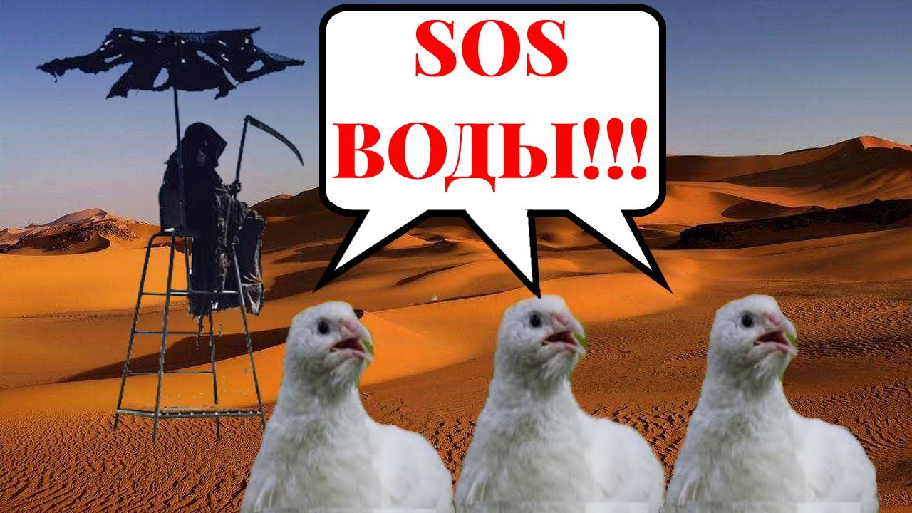 Спасаем перепелок!  Дача Непутевого Грибника смотреть онлайн