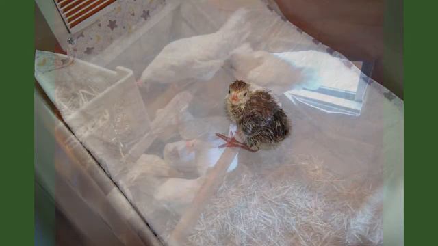 Контактный зоопарк в Слободищево смотреть онлайн