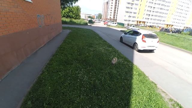 Учим щенка ходить рядом. Как научить собаку команде рядом. Послушный шпиц мисс Николь
