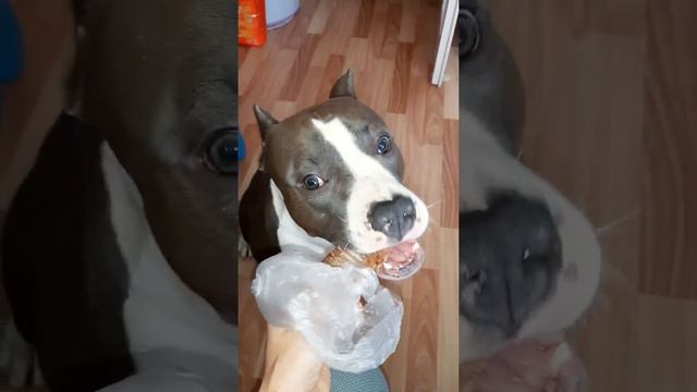 Амстафф 1 год | Чем Вы Угощаете Хвостиков? | Стаффорд | Amstaff one year | Staffy смотреть онлайн