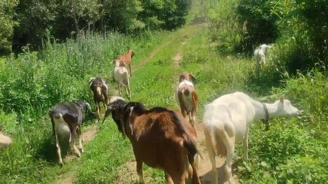 Гуляют козы и собаки.Вытаскиваю козу,чуть не утонула.Разодранная курица,средство от расклёва смотреть онлайн