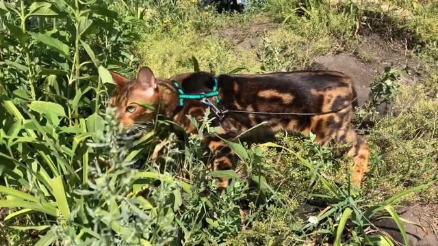БЕНГАЛЬСКАЯ КОШКА / BENGAL CAT  #Красивая бенгальская кошка