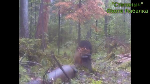 Фотоловушка Медведи Белки Лиса Соболь и...... смотреть онлайн