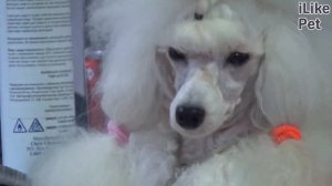 5 правил дрессировки маленьких пород собак