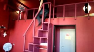 Виды лестниц для второго яруса и кровати чердака. Лестница на второй этаж в комнате