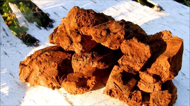 Чага Полезные свойства Способы заварки