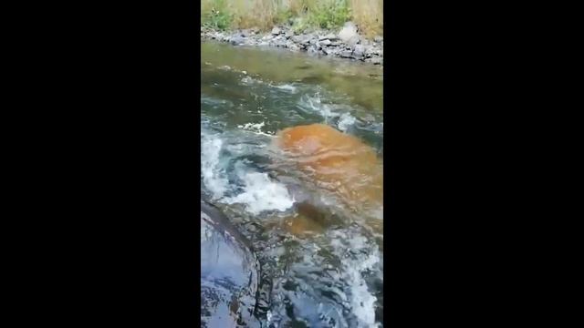 Поездка на Белую смотреть онлайн