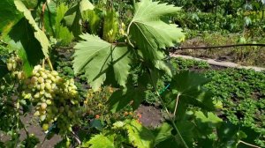 Виноград.Конец августа   начало сентября удаляем листья