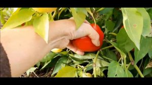 ✅ Перец острый Сомборка. Самый толстостенный жгучий перец нашего сезона !