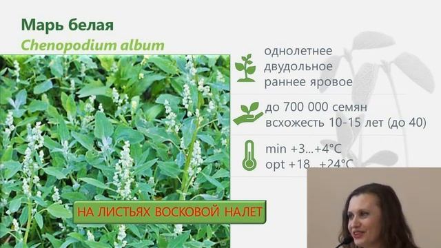 Защита сои 2022. Топ-5 вредных организмов, методы борьбы, основные ошибки. смотреть онлайн