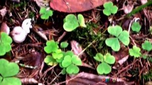 Поздние осенние грибы Сластены. Гигрофоры серые. Как распознать.