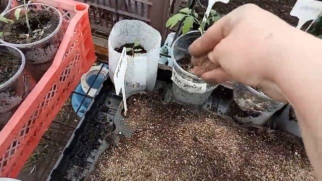 Посев огурцов для теплицы и 100% всхожесть. Правила для получения крепкой и здоровой рассады. смотреть онлайн