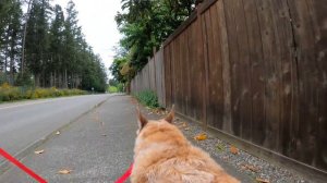 Summit Park, Tahoma High School, Cedar to Green River Trail Dog Walk - Relaxing Music & Nature Walk