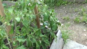 Томат Полбиг крупноплодный не проявил своих качеств