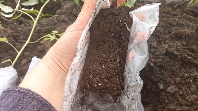 Посадка томатов лежа в теплицу. uPSTLgKLZd8 смотреть онлайн