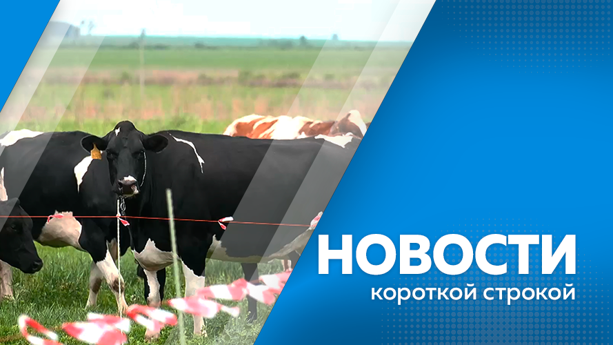 Новости одной строкой коротко. Новости одной строкой коротко