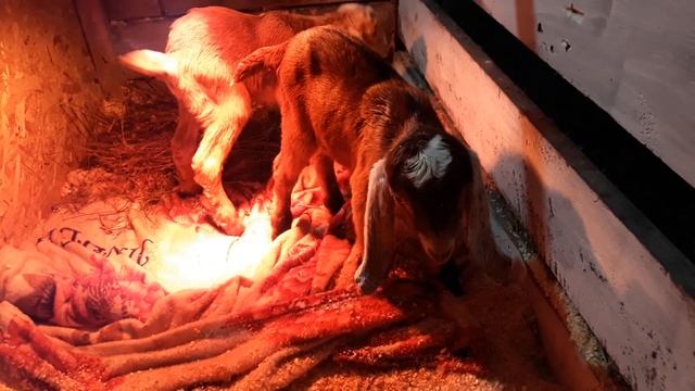 Ура, Наша Коза Первокотка родила смотреть онлайн