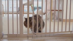 Do Looks Matter in Cat Friendships? | Kittisaurus Villains