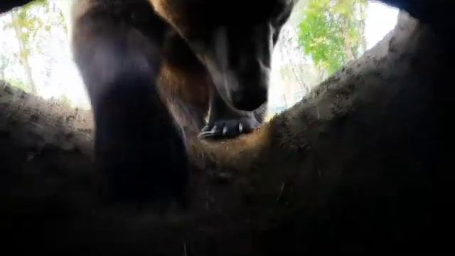КОМЕДИЯ РОК  Спит Медведь!?!