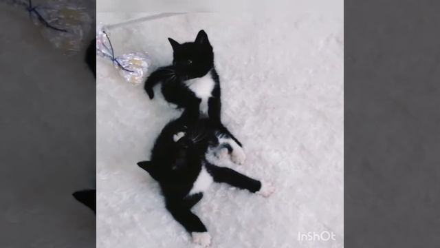 Котятки в дар смотреть онлайн