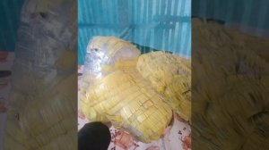 Мастер класс "Лев из пластиковых бутылок"