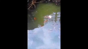 рыбы слушают музыку