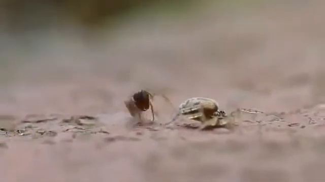 История одного скальпера смотреть онлайн