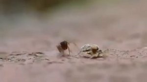 История одного скальпера